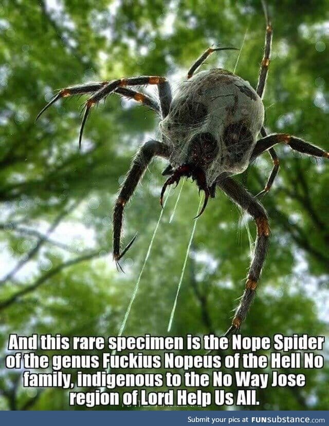King nope spider from nope land