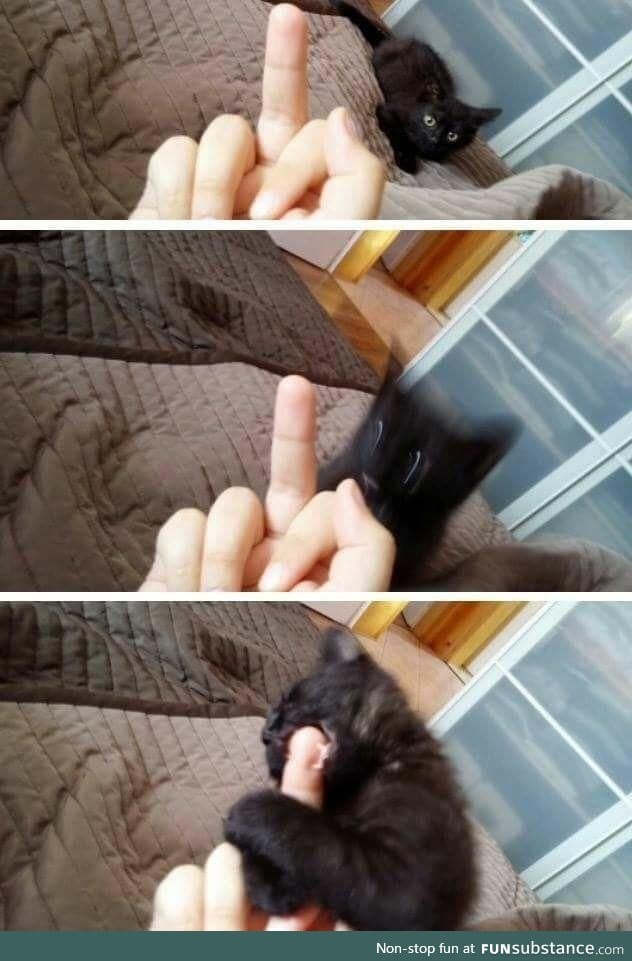 Kitten refuses to be disrespected