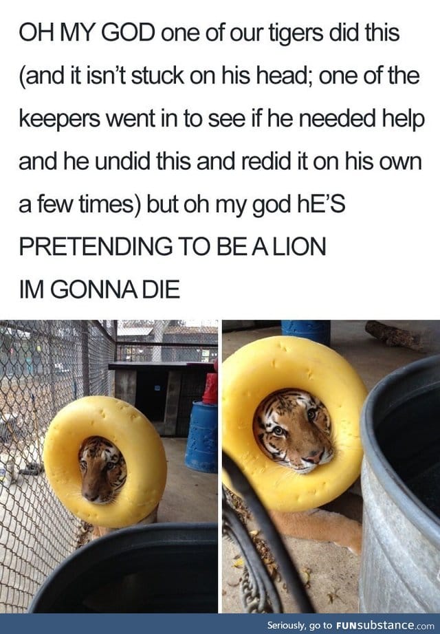 Look at me! I am lion now