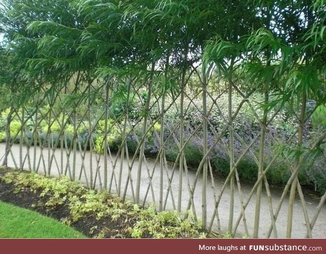 Living fence