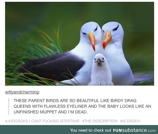 baby birds are weird