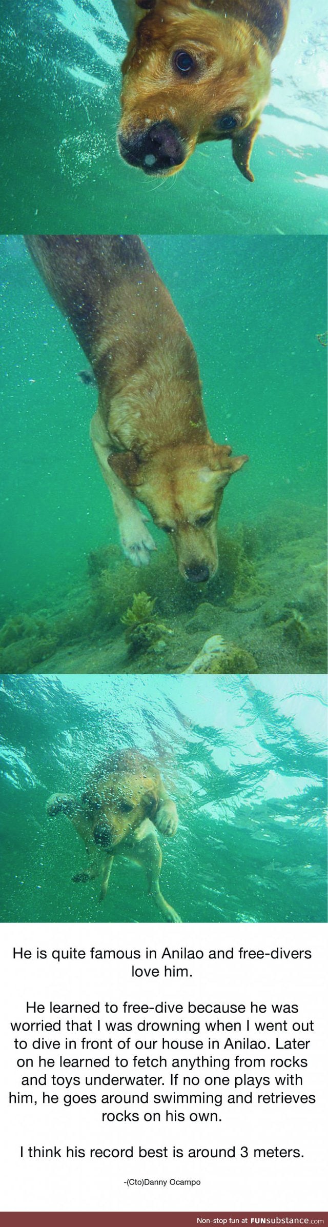 Sheldon the free-diving dog