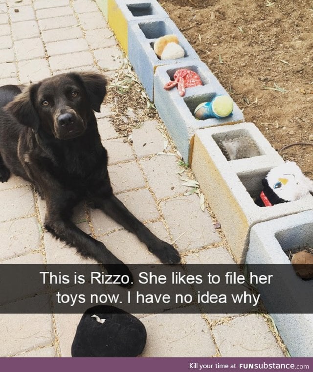 Organized doggo