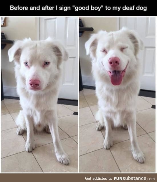 Before and After signing 'Good boy' to deaf dog