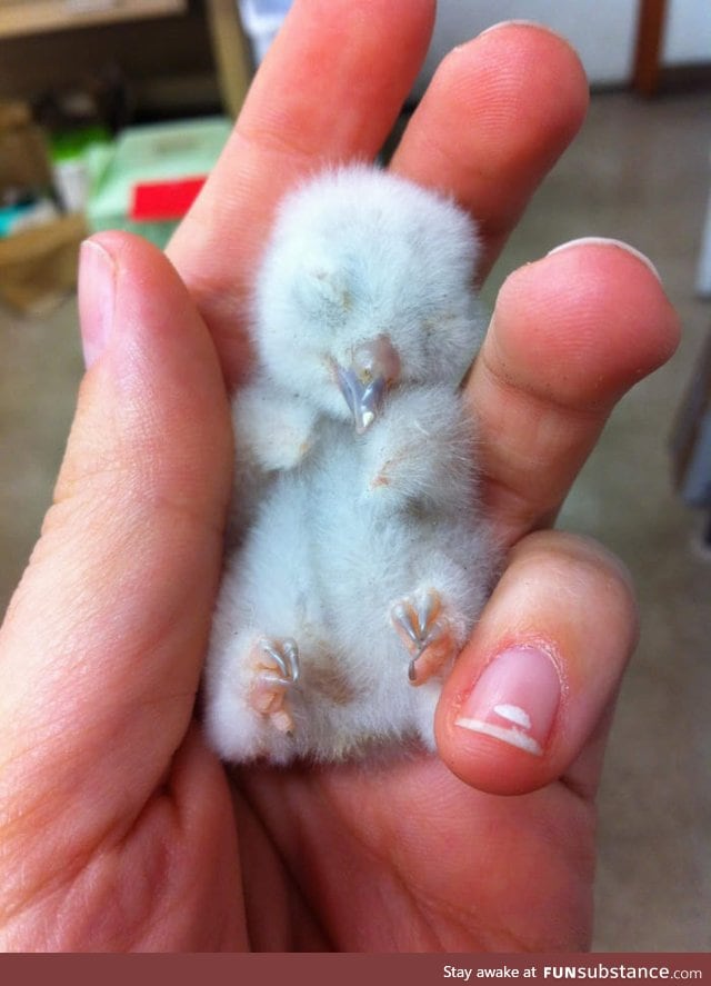 Baby owl cuteness