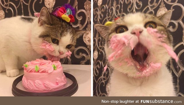 I actually forgot my cat's birthday. - FunSubstance