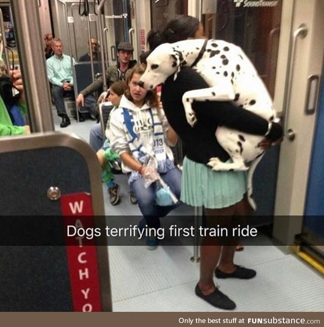 Dog on a train