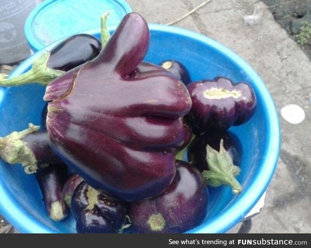 Eggplant of good luck