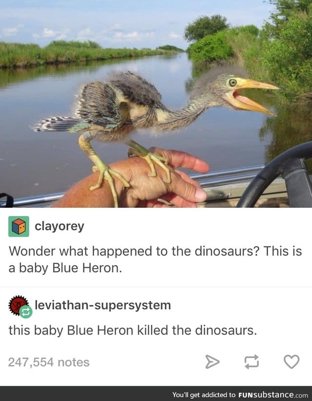 What actually happened to the dinosaurs