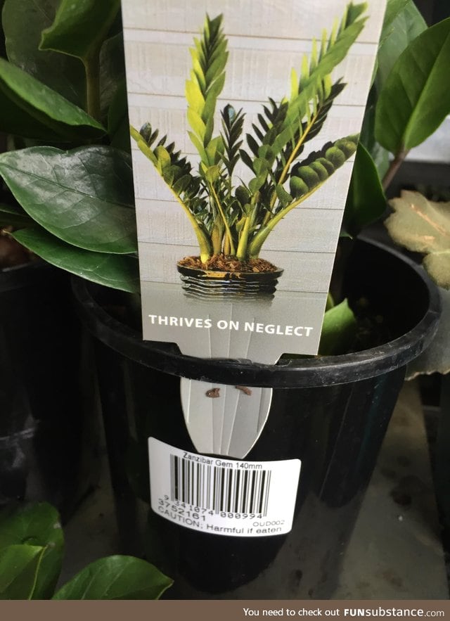 If I were a plant