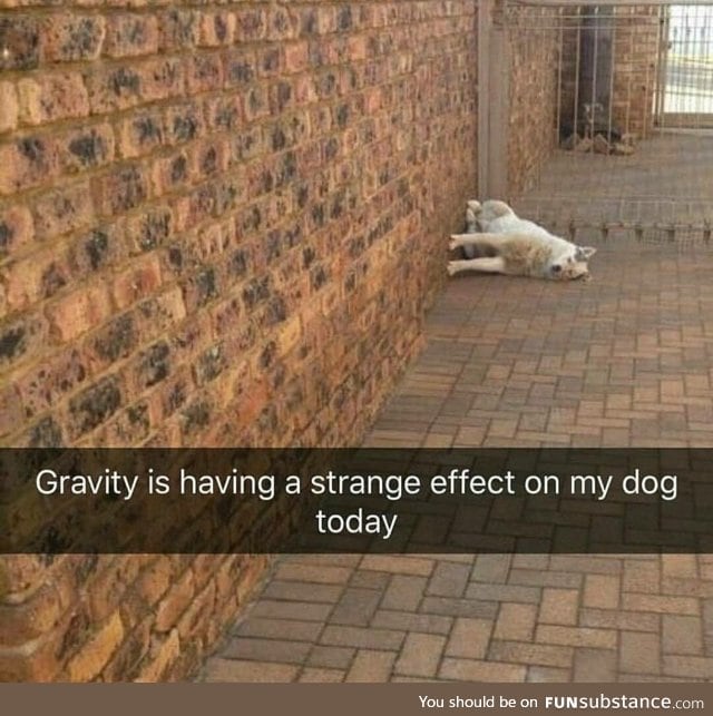 Silly doggo