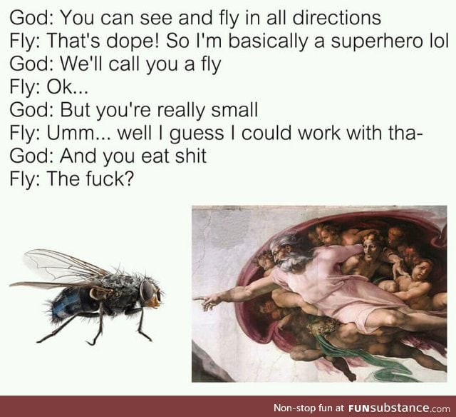 God create fly!