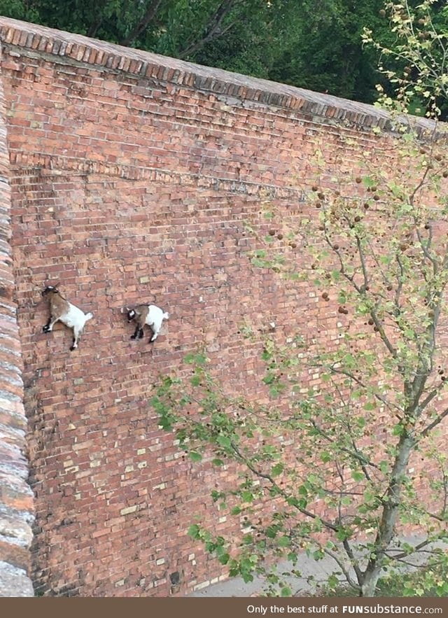 A couple of Goats doing some wall parkour