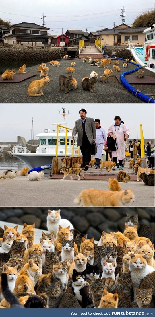 Cats occupied an island in japan