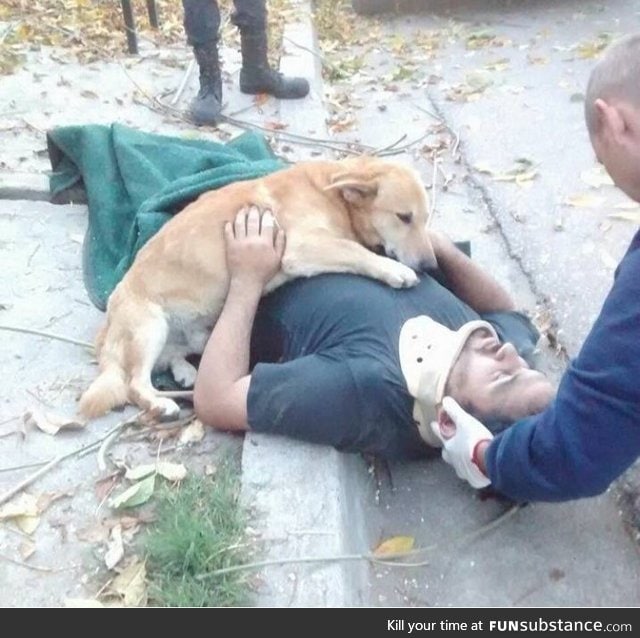 Dog refuses to leave owner after suffering an accident