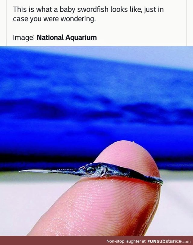 In case, like me, you've never seen a baby swordfish