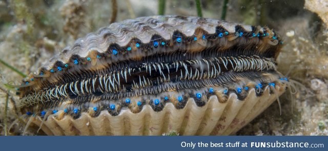 Scallops have two rows of dozens of eyes to help them navigate the water