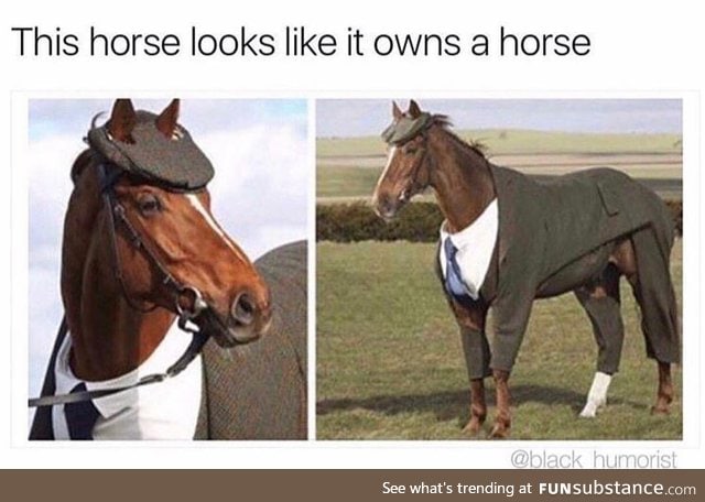 Fancy horse