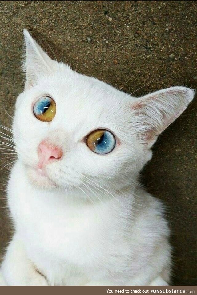 This Kitty has some unique eyes