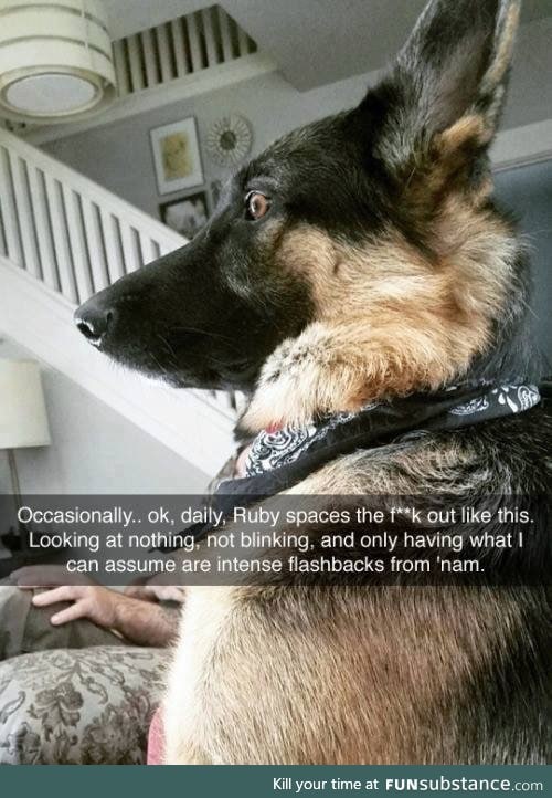 What did that poor doggo witness?