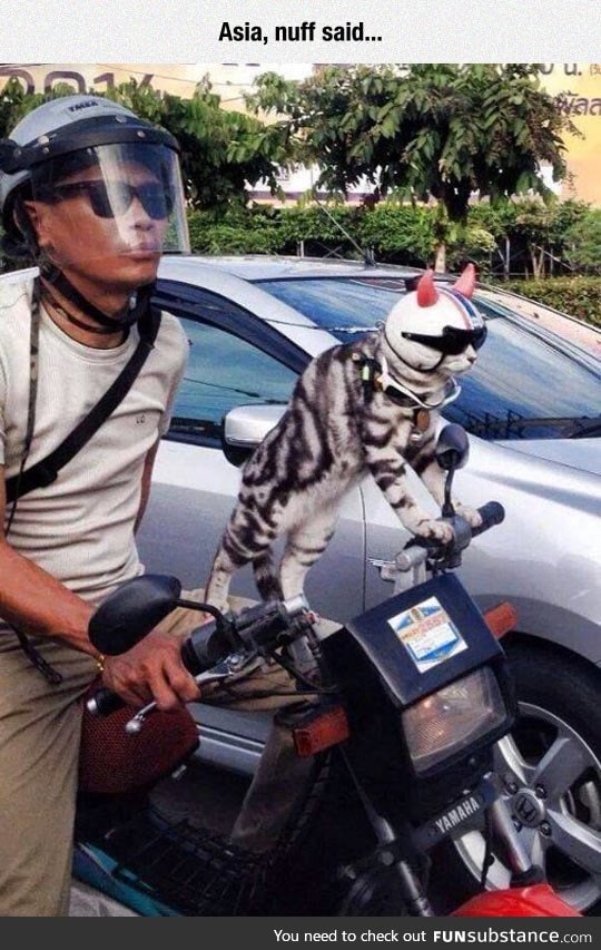 Cat has some style