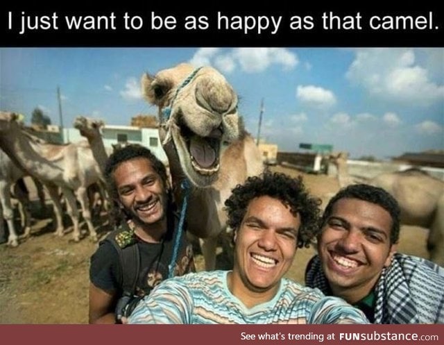 What a happy camel