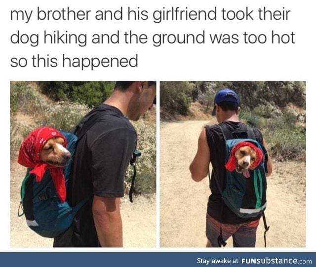 Doggo backpack