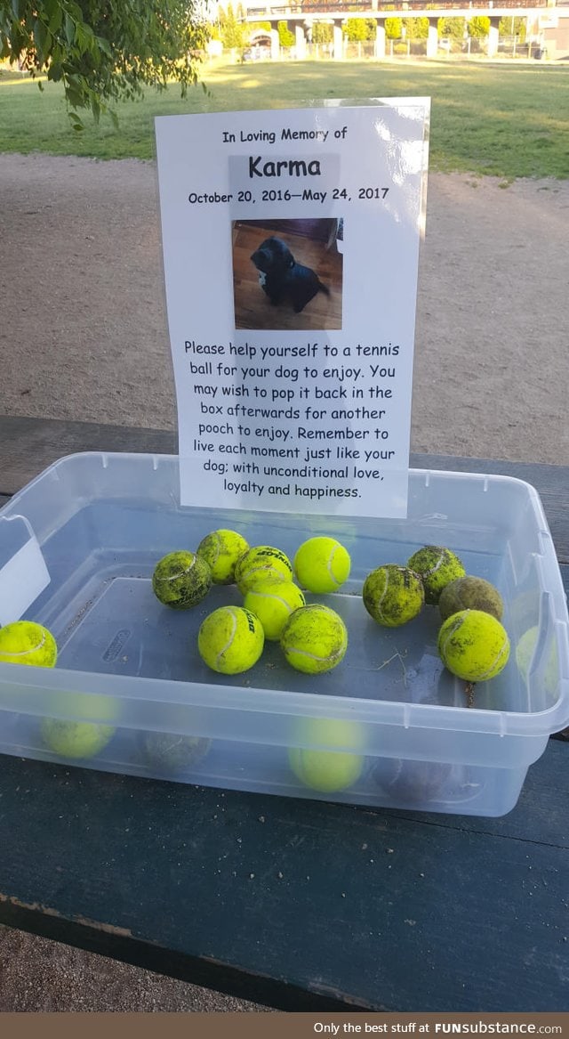 At my local dog park today