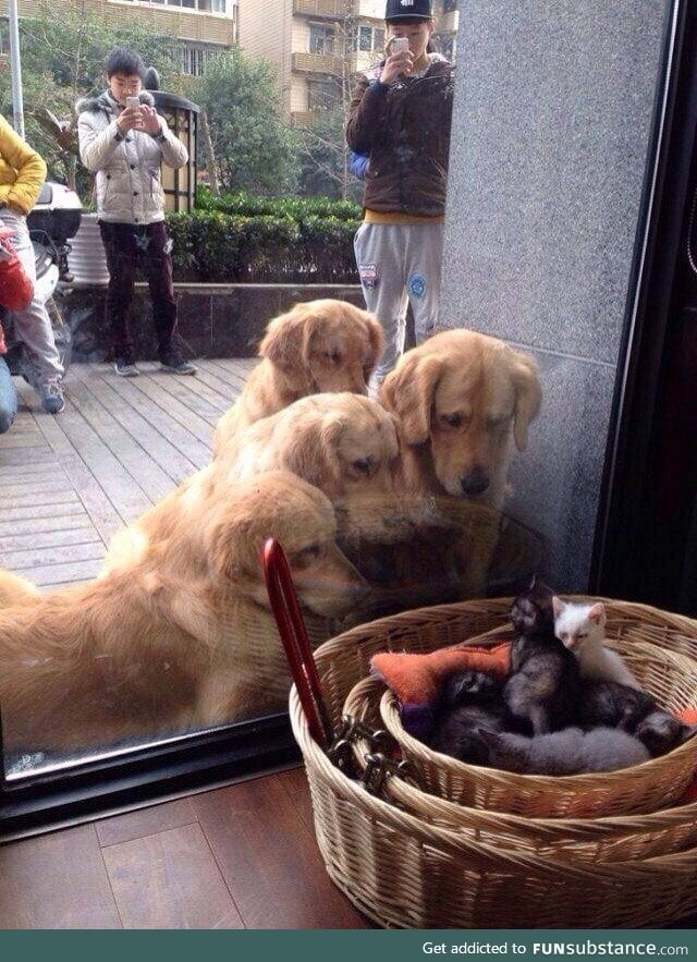 Watching person watching people watching dogs watching kittens in a basket