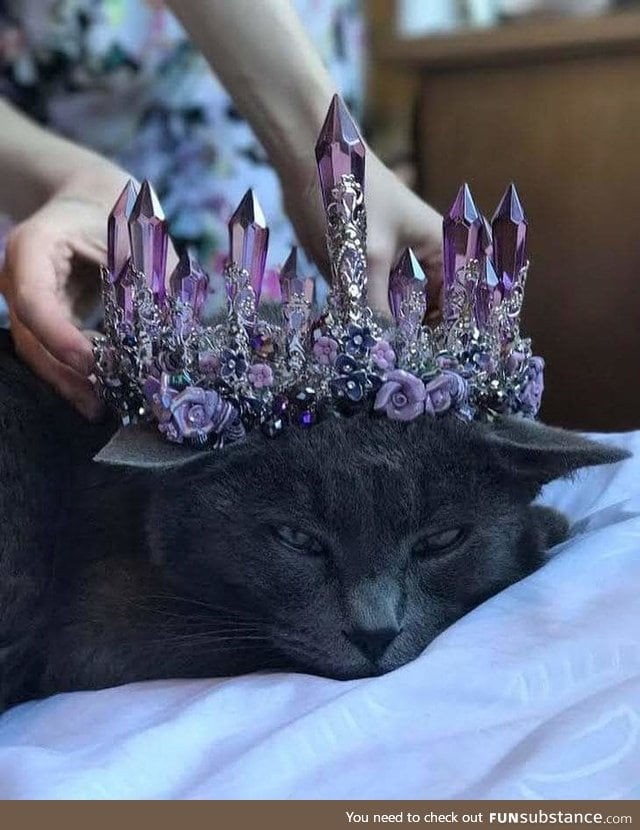 Kitty doesn't need or want a crown to know she's royal