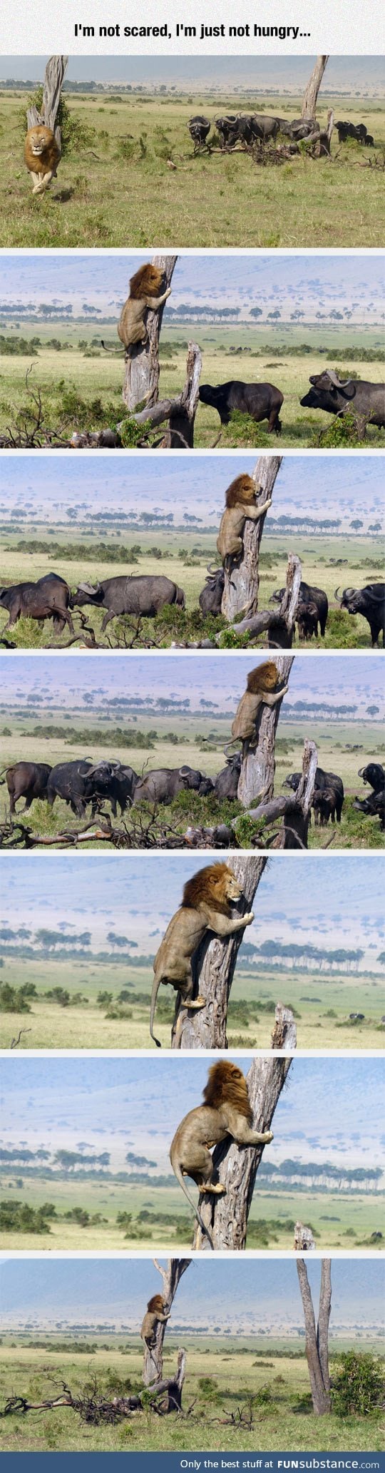 Lion gets in trouble