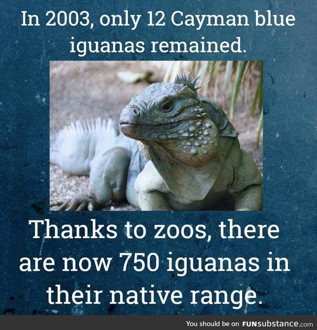 I <3 iguanas