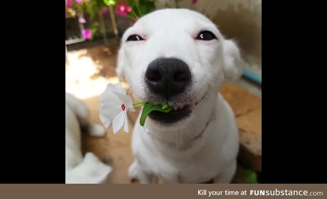 Daily Dose of Good Vibes: Here's a Happy Dog Giving You a Lovely Flower You Deserve