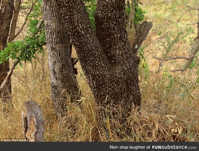 Leopard camo