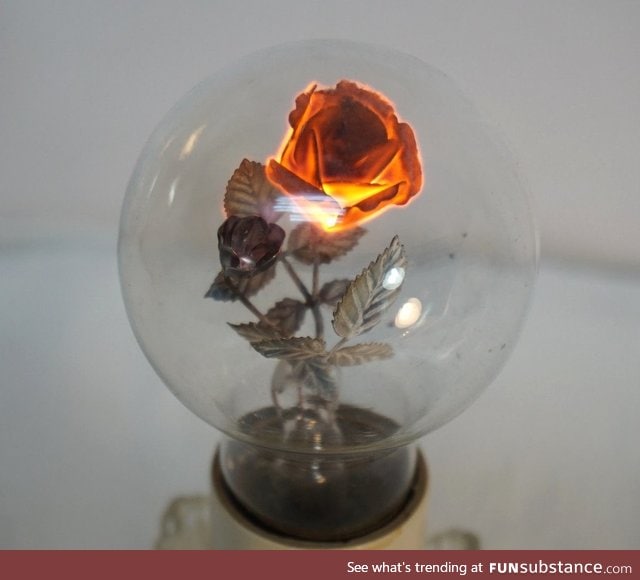 The filament of this 80 year old light bulb is a rose
