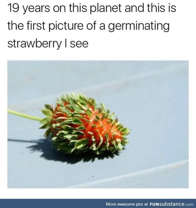 Germinating strawberry