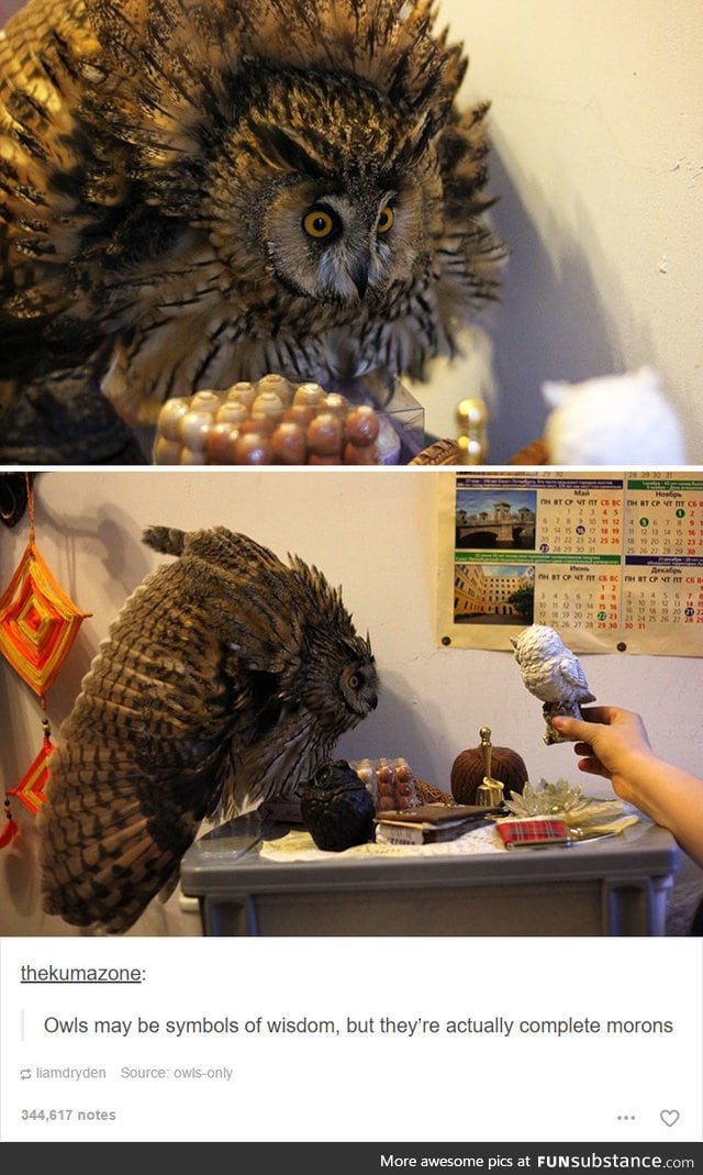 The owl tries its best