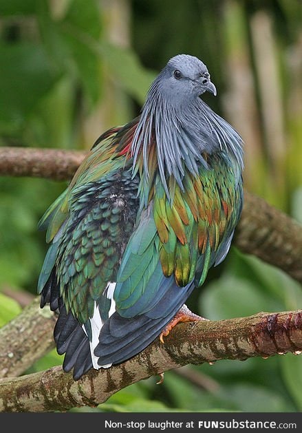 This tropical pigeon is just a low-budget peacock