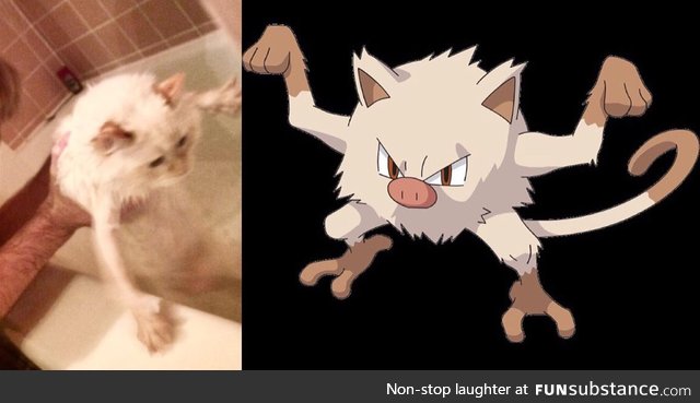 Bathing my cat or catching a Pokémon?