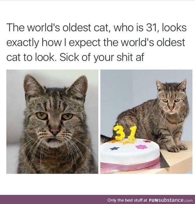 World oldest cat