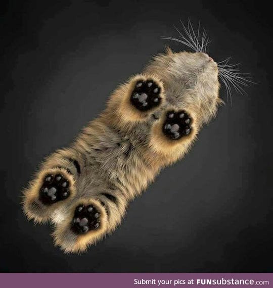Little cat toes