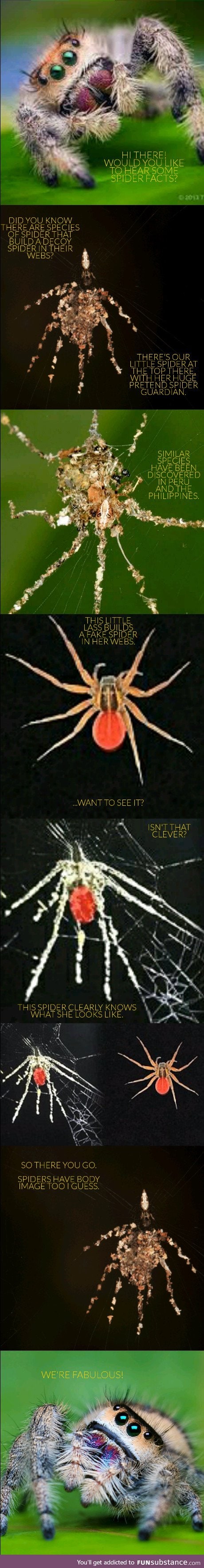 Interesting spiders fact