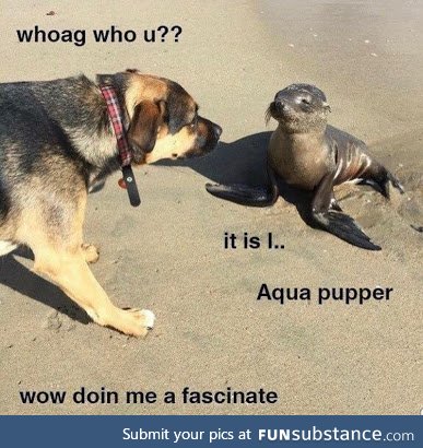 Very fascinate bout water pupper