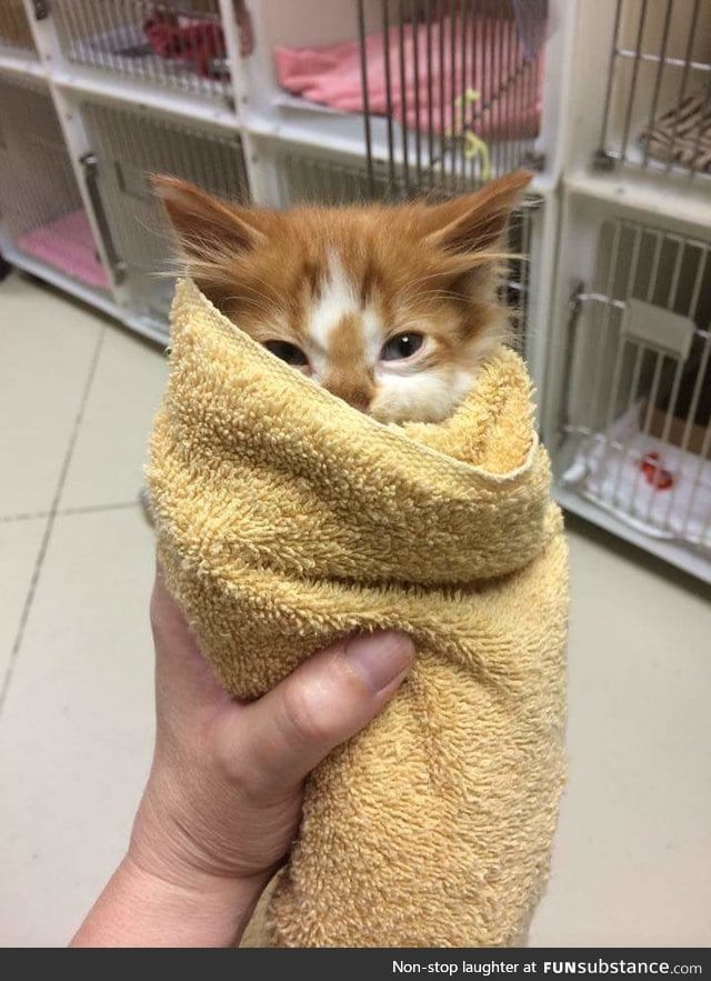 A tiny bean purrito.