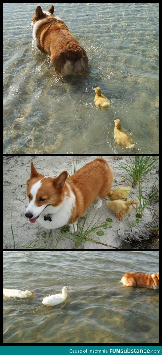 Corgi adopts flock of ducklings who lost their mother