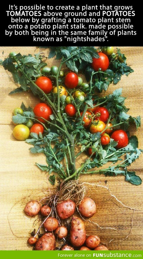 Amazing Tomato-Potato plant