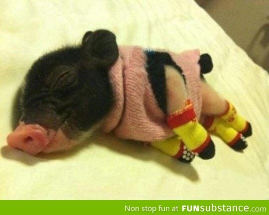 Tiny bacon wearing a sweater and legwarmers