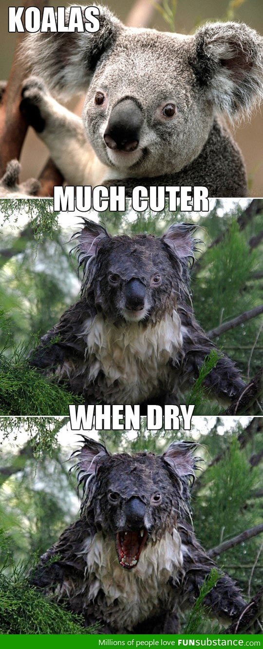 Water makes koalas angry