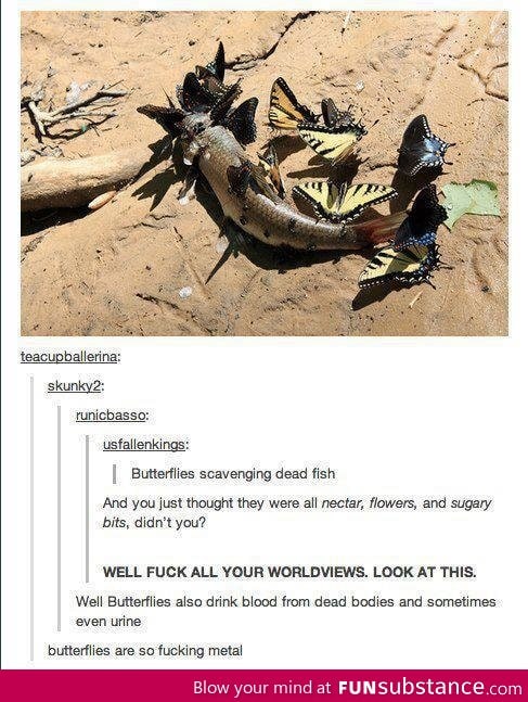 B*tterflies are so metal