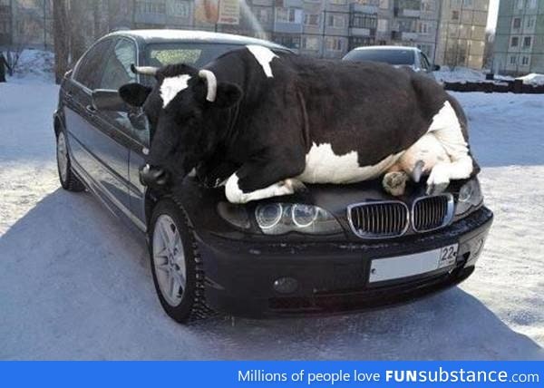 Cow thinks it is a cat